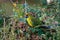 Green Rosella - Platycercus caledonicus or Tasmanian rosella is a species of parrot native to Tasmania and Bass Strait islands