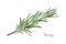 Green rosemary branch. Herb plants for cooking and flavor vector illustration. Botanical organic elements on white
