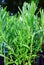 Green Rosemary Herb Plants