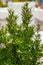 Green rosemary plant with lilac flowers, aromatic kitchen herb