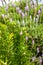 Green rosemary plant with lilac flowers, aromatic kitchen herb