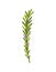 Green rosemary sprig with flowers on white