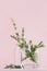 Green rosemary twigs in transparent glass vase on soft pink pastel background. Fresh season gentle background.