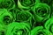 Green roses bouquet as background