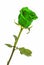 Green Roses on isolated background colors without background, bright juicy rose,