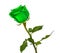 Green Roses on isolated background colors without background, bright juicy rose,