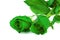 Green roses on white background