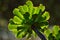 Green rosette of aeonium