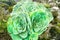 Green rosettes of succulent Aeonium arboreum