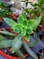 green roseum plant shaped like a flower crown