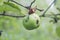 Green rotten and worm-eaten apple growing on a branch