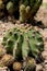 Green round cactus on rocky soil under the rays of the sun.