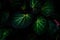 Green round leaf texture on dark background. Close-up detail of begonia leaves. House plant. Indoor plants. Begonia leaf for home
