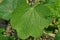 green round leaf of a wild plant in nature