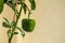 Green round pepper on a tree in a pot. There are small green leaves around