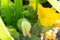 Green round trunk zucchini in the organic garden plant. orginarians from south america