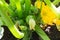 Green round trunk zucchini in the organic garden plant. orginarians from south america