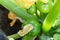 Green round trunk zucchini in the organic garden plant. orginarians from south america