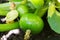 Green round trunk zucchini in the organic garden plant. orginarians from south america