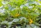 Green round trunk zucchini in the organic garden plant. orginarians from south america