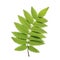 A Green Rowan Leaf Vector