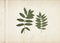 Green rowan leaves. Vintage herbarium background on old paper.