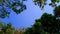 Green rowns of birch and trees against the blue sky in spring