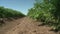 Green rows of carrot plants