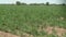 Green rows of carrot plants