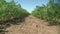 Green rows of carrot plants