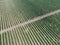 Green rows of grape bushes. Vineyard plantations. Agro-industrial zone.