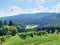 green rows of grape bushes. Vineyard on Pohorje mountain. Forests on hills. Slovenia. Europe