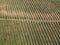 Green rows of grapevine under sun in Plesivica vineyard region, Croatia