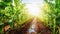 green rows of sprouted corn on a private agricultural field