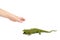 Green rubber lizard toy with kid hand, isolated on white background