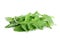 Green rucola, rocket salad or arugula isolated on white background.