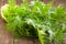 Green rucola salad