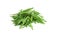 Green rucola on white background