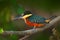 Green-and-rufous Kingfisher, Chloroceryle inda, green and orange bird sitting on tree branch, bird in nature habitat, Baranco Alto