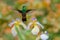 Green Rufous-tailed Hummingbird, Amazilia tzacatl, flying next to beautiful flower, nice flowered orange green background, Costa R