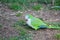 Green-rumped parrotlet