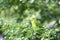A Green-rumped Parrotlet, sleeping in a Calliandra tree