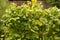 Green Runner beans growing in organic vegetable patch,