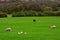 Green Rural field with sheep and pony, Brecon Beacons National Park, Wales, UK