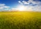 green rural fields at the dramatic sunset