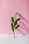 Green Ruscus leaf on a pink background