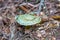 Green Russula Mushroom