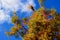 Green and rusty brown evergreen arborvitae in low angle view with blue sky