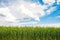 Green rye ears ripening under blue summer sunny sky on horizon