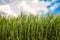 Green rye ears ripening under daylight cloudy blue sky